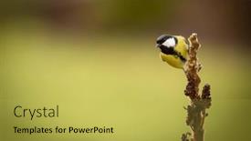  Presentation with branch - Slide set having great-tit-parus-major-perching background and a yellow colored foreground