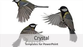  Presentation with flight - Colorful slides enhanced with great tits in flight isolated backdrop and a white colored foreground