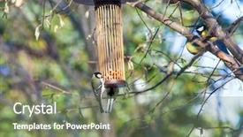  Presentation with seed and tree mustard - Slides consisting of great tits on bird feeder background and a violet colored foreground