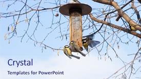  Presentation with tree and child - PPT theme with great tits on bird feeder background and a sky blue colored foreground