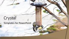  Presentation with tree templaze - Presentation having great tits on bird feeders background and a light gray colored foreground