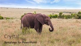 Presentation with africa tourism - Presentation theme enhanced with great-trip-to-africa-savannah background and a coral colored foreground