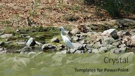  Presentation with animals - Presentation theme featuring great-white-egret-a-beautiful background and a seafoam green colored foreground
