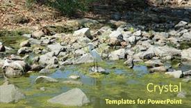  Presentation with eat - Slide set enhanced with great-white-egret-a-beautiful background and a tawny brown colored foreground