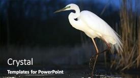  Presentation with dawn - Cool new slides with great white egret fishing on a lake in dawn backdrop and a dark gray colored foreground