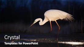  Presentation with dawn - Theme enhanced with great white egret fishing on a lake in dawn background and a dark gray colored foreground