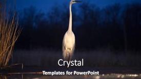  Presentation with dawn - Slide deck consisting of great white egret fishing on a lake in dawn background and a dark gray colored foreground