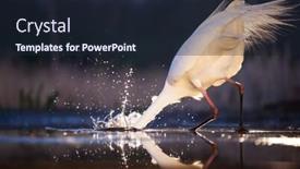  Presentation with dawn - Colorful slide deck enhanced with great-white-egret-fishing backdrop and a wine colored foreground