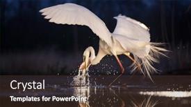  Presentation with dawn - Cool new theme with great-white-egret-fishing backdrop and a tawny brown colored foreground
