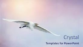  Presentation with flight - Slide deck with great-white-egret-in-flight background and a lemonade colored foreground
