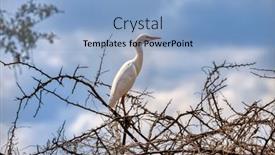 Presentation with blue sky - Presentation featuring great-white-egret-tropical-bird background and a  colored foreground