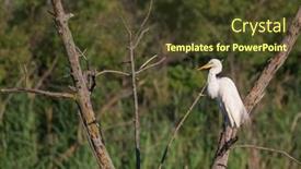  Presentation with branch - Slide deck having great-white-egret background and a  colored foreground