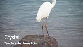  Presentation with fish ocean - Slide set having great white heron bird standing background and a gray colored foreground