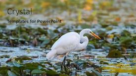  Presentation with marsh - Audience pleasing theme consisting of great-white-heron-hunting backdrop and a gold colored foreground