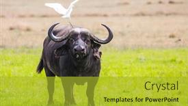  Presentation with savannah - Presentation theme consisting of great-white-heron-stands background and a gold colored foreground