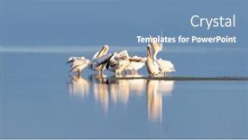  Presentation with wetlands - Slide deck having great-white-pelican-group background and a teal colored foreground