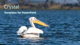  Presentation with kenya - Slide set consisting of great-white-pelican-pelecanus-onocrotalus background and a ocean colored foreground