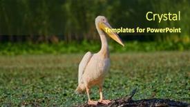  Presentation with danube delta - Slides consisting of great-white-pelican-pelecanus-onocrotalus background and a tawny brown colored foreground