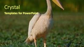  Presentation with danube delta - PPT theme featuring great-white-pelican-pelecanus-onocrotalus background and a tawny brown colored foreground