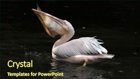  Presentation with wildlife - Amazing presentation theme having great white pelican pelecanus onocrotalus backdrop and a wine colored foreground