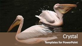  Presentation with animals - Amazing PPT theme having great white pelican pelecanus onocrotalus also known as the rosy pelican wildlife animals backdrop and a violet colored foreground