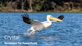  Presentation with kenya - Slide set with great-white-pelican-pelicanus-onocrotatus background and a teal colored foreground