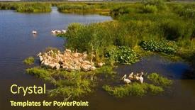  Presentation with danube delta - Slide set consisting of great-white-pelicans-in-natural background and a tawny brown colored foreground