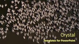  Presentation with danube delta - Amazing slides having great-white-pelicans-in-natural backdrop and a tawny brown colored foreground
