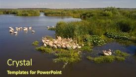  Presentation with danube delta - Slide deck with great-white-pelicans-in-natural background and a tawny brown colored foreground