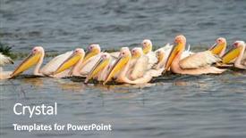  Presentation with kenya - PPT layouts with great white pelicans pelecanus onocrotalus swimming lake nakuru national park kenya background and a gray colored foreground