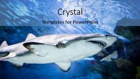  Presentation with shark - Audience pleasing PPT theme consisting of great white shark swimming underwater backdrop and a light blue colored foreground