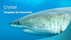  Presentation with food white - PPT layouts with great-white-shark-swimming background and a teal colored foreground