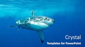  Presentation with food white - Audience pleasing PPT layouts consisting of great-white-shark-swimming backdrop and a dark gray colored foreground