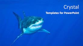  Presentation with shark - Slide deck featuring great-white-shark-swimming background and a dark gray colored foreground