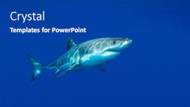  Presentation with shark - Cool new theme with great-white-shark-swimming backdrop and a dark gray colored foreground
