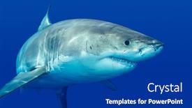  Presentation with food white - PPT layouts enhanced with great-white-shark-swimming background and a dark gray colored foreground