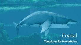  Presentation with shark - Amazing presentation theme having great white shark underwater backdrop and a ocean colored foreground