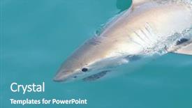  Presentation with shark - Colorful presentation theme enhanced with great white shark backdrop and a teal colored foreground