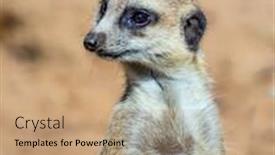  Presentation with animals zoo - Cool new theme with great-zoo-auckland-new-zealand backdrop and a coral colored foreground