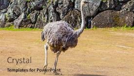  Presentation with new zealand - PPT layouts enhanced with great-zoo-auckland-new-zealand background and a coral colored foreground