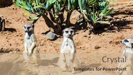 Presentation with animals zoo - Audience pleasing PPT layouts consisting of great-zoo-auckland-new-zealand backdrop and a coral colored foreground