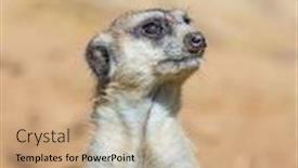  Presentation with funny animal - PPT layouts consisting of great-zoo-funny-animal background and a coral colored foreground