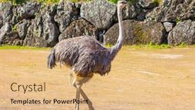  Presentation with new zealand - Audience pleasing theme consisting of great-zoo-in-auckland-new backdrop and a coral colored foreground