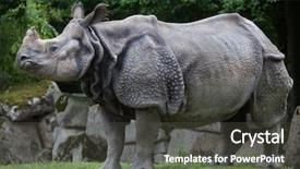  Presentation with wildlife - PPT theme having greater - indian rhinoceros rhinoceros unicornis wildlife background and a dark gray colored foreground