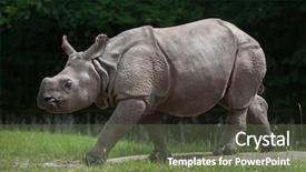  Presentation with indian - PPT theme featuring greater - newborn indian rhinoceros rhinoceros unicornis background and a tawny brown colored foreground