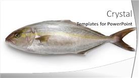  Presentation with frames isolated on white brown - Presentation theme with greater-amberjack-isolated-on-white background and a white colored foreground