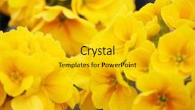  Presentation with fancy - Beautiful presentation theme featuring greater amount of early evening backdrop and a gold colored foreground