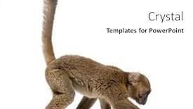  Presentation with lemur - PPT theme featuring greater-bamboo-lemur-looking-down background and a white colored foreground