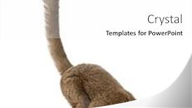  Presentation with lemur - Presentation theme consisting of greater-bamboo-lemur-looking-down background and a white colored foreground
