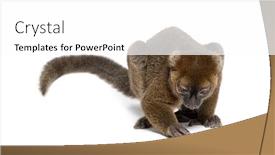  Presentation with lemur - Slide deck featuring greater-bamboo-lemur-looking-down background and a white colored foreground
